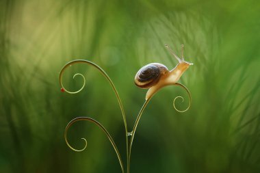 Bu salyangoz, genellikle yaprakların ve gizli yerlerin ucunda yer alan nemli bir yerde olmayı seven bir hayvan türüdür. İşgal ettiği bitkileri rahatsız etmezler..