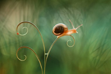 Bu salyangoz, genellikle yaprakların ve gizli yerlerin ucunda yer alan nemli bir yerde olmayı seven bir hayvan türüdür. İşgal ettiği bitkileri rahatsız etmezler..