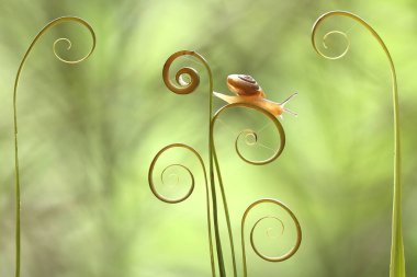 Bu salyangoz, genellikle yaprakların ve gizli yerlerin ucunda yer alan nemli bir yerde olmayı seven bir hayvan türüdür. İşgal ettiği bitkileri rahatsız etmezler..