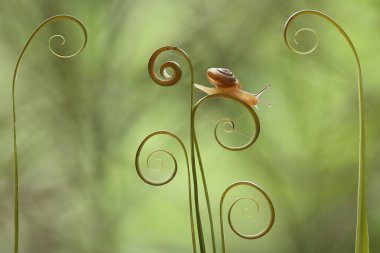 Bu salyangoz, genellikle yaprakların ve gizli yerlerin ucunda yer alan nemli bir yerde olmayı seven bir hayvan türüdür. İşgal ettiği bitkileri rahatsız etmezler..