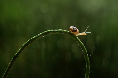 Bu salyangoz, genellikle yaprakların ve gizli yerlerin ucunda yer alan nemli bir yerde olmayı seven bir hayvan türüdür. İşgal ettiği bitkileri rahatsız etmezler..
