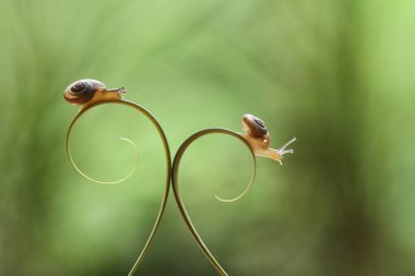 Bu salyangoz, genellikle yaprakların ve gizli yerlerin ucunda yer alan nemli bir yerde olmayı seven bir hayvan türüdür. İşgal ettiği bitkileri rahatsız etmezler..