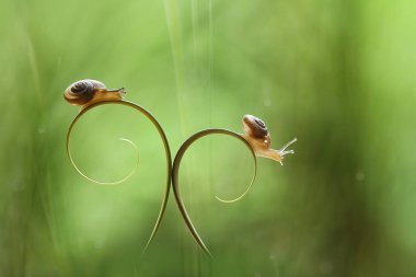 Bu salyangoz, genellikle yaprakların ve gizli yerlerin ucunda yer alan nemli bir yerde olmayı seven bir hayvan türüdür. İşgal ettiği bitkileri rahatsız etmezler..