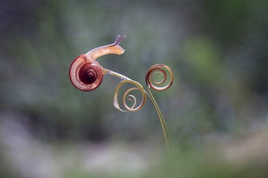 Bu salyangoz, genellikle yaprakların ve gizli yerlerin ucunda yer alan nemli bir yerde olmayı seven bir hayvan türüdür. İşgal ettiği bitkileri rahatsız etmezler..