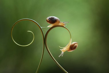 Bu salyangoz, genellikle yaprakların ve gizli yerlerin ucunda yer alan nemli bir yerde olmayı seven bir hayvan türüdür. İşgal ettiği bitkileri rahatsız etmezler..