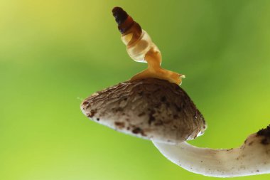 Bu salyangoz, genellikle yaprakların ve gizli yerlerin ucunda yer alan nemli bir yerde olmayı seven bir hayvan türüdür. İşgal ettiği bitkileri rahatsız etmezler..