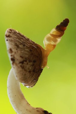 Bu salyangoz, genellikle yaprakların ve gizli yerlerin ucunda yer alan nemli bir yerde olmayı seven bir hayvan türüdür. İşgal ettiği bitkileri rahatsız etmezler..