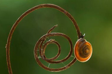 Bu salyangoz, genellikle yaprakların ve gizli yerlerin ucunda yer alan nemli bir yerde olmayı seven bir hayvan türüdür. İşgal ettiği bitkileri rahatsız etmezler..