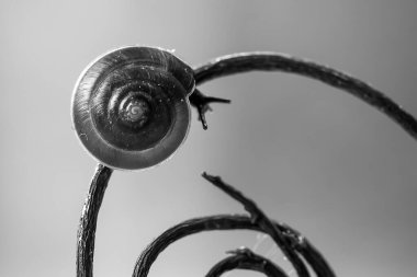 Bu salyangoz, genellikle yaprakların ve gizli yerlerin ucunda yer alan nemli bir yerde olmayı seven bir hayvan türüdür. İşgal ettiği bitkileri rahatsız etmezler..