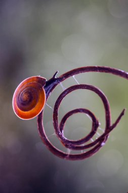 Bu salyangoz, genellikle yaprakların ve gizli yerlerin ucunda yer alan nemli bir yerde olmayı seven bir hayvan türüdür. İşgal ettiği bitkileri rahatsız etmezler..