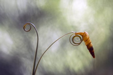 Bu salyangoz, genellikle yaprakların ve gizli yerlerin ucunda yer alan nemli bir yerde olmayı seven bir hayvan türüdür. İşgal ettiği bitkileri rahatsız etmezler..
