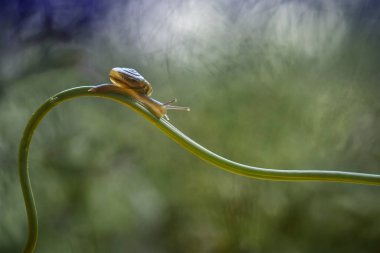 Bu salyangoz, genellikle yaprakların ve gizli yerlerin ucunda yer alan nemli bir yerde olmayı seven bir hayvan türüdür. İşgal ettiği bitkileri rahatsız etmezler..