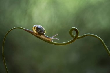 Bu salyangoz, genellikle yaprakların ve gizli yerlerin ucunda yer alan nemli bir yerde olmayı seven bir hayvan türüdür. İşgal ettiği bitkileri rahatsız etmezler..