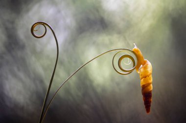 Bu salyangoz, genellikle yaprakların ve gizli yerlerin ucunda yer alan nemli bir yerde olmayı seven bir hayvan türüdür. İşgal ettiği bitkileri rahatsız etmezler..