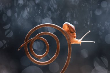 Bu salyangoz, genellikle yaprakların ve gizli yerlerin ucunda yer alan nemli bir yerde olmayı seven bir hayvan türüdür. İşgal ettiği bitkileri rahatsız etmezler..