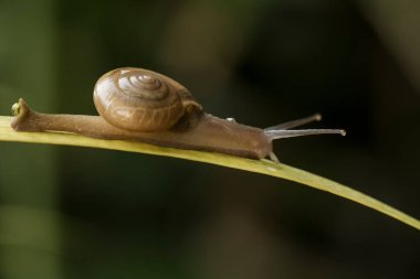 Bu salyangoz, genellikle yaprakların ve gizli yerlerin ucunda yer alan nemli bir yerde olmayı seven bir hayvan türüdür. İşgal ettiği bitkileri rahatsız etmezler..