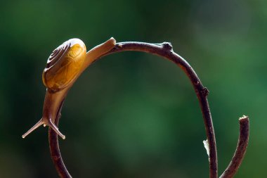Bu salyangoz, genellikle yaprakların ve gizli yerlerin ucunda yer alan nemli bir yerde olmayı seven bir hayvan türüdür. İşgal ettiği bitkileri rahatsız etmezler..
