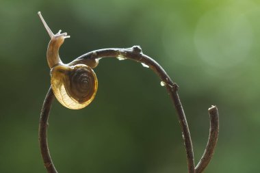 Bu salyangoz, genellikle yaprakların ve gizli yerlerin ucunda yer alan nemli bir yerde olmayı seven bir hayvan türüdür. İşgal ettiği bitkileri rahatsız etmezler..