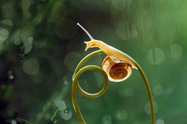 Bu salyangoz, genellikle yaprakların ve gizli yerlerin ucunda yer alan nemli bir yerde olmayı seven bir hayvan türüdür. İşgal ettiği bitkileri rahatsız etmezler..