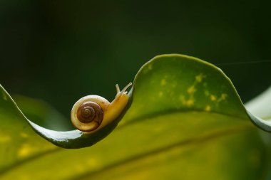 Bu salyangoz, genellikle yaprakların ve gizli yerlerin ucunda yer alan nemli bir yerde olmayı seven bir hayvan türüdür. İşgal ettiği bitkileri rahatsız etmezler..