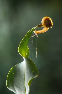 Bu salyangoz, genellikle yaprakların ve gizli yerlerin ucunda yer alan nemli bir yerde olmayı seven bir hayvan türüdür. İşgal ettiği bitkileri rahatsız etmezler..