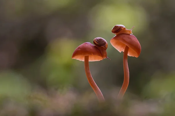 Deze Slak Een Soort Dier Dat Graag Een Vochtige Plaats — Stockfoto