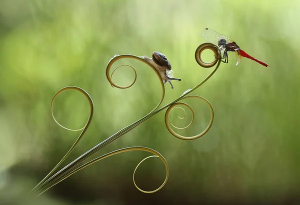 Este Caracol Tipo Animal Que Gosta Estar Lugar Úmido Muitas — Fotografia de Stock