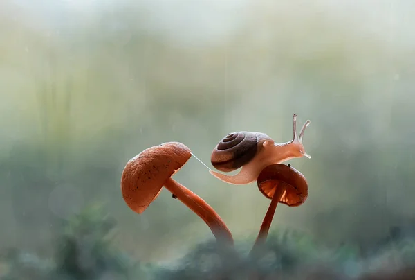 Este Caracol Tipo Animal Que Gosta Estar Lugar Úmido Muitas — Fotografia de Stock