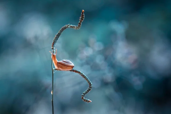 Deze Slak Een Soort Dier Dat Graag Een Vochtige Plaats — Stockfoto