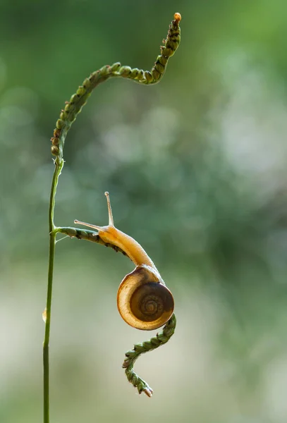 Snail Type Animal Likes Humid Place Often Located Ends Leaves — Stock Photo, Image