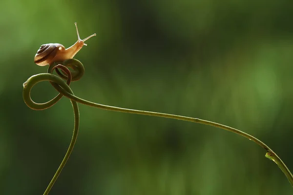 Este Caracol Tipo Animal Que Gusta Estar Lugar Húmedo Menudo —  Fotos de Stock