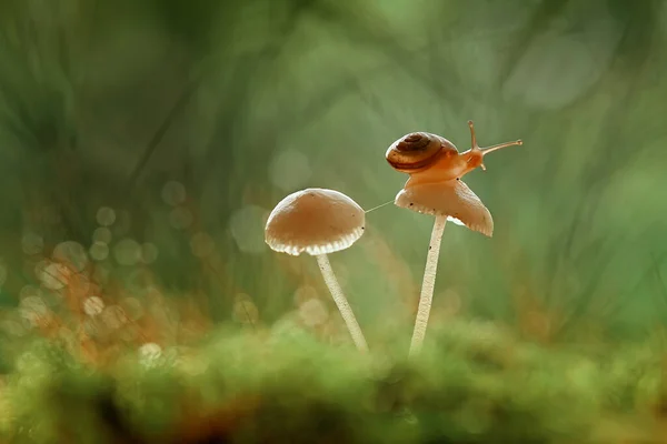 Este Caracol Tipo Animal Que Gosta Estar Lugar Úmido Muitas — Fotografia de Stock