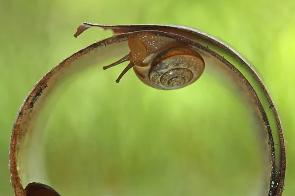 Este Caracol Tipo Animal Que Gusta Estar Lugar Húmedo Menudo —  Fotos de Stock