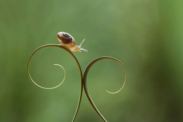 Este Caracol Tipo Animal Que Gosta Estar Lugar Úmido Muitas — Fotografia de Stock