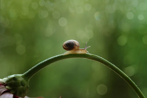 Este Caracol Tipo Animal Que Gusta Estar Lugar Húmedo Menudo —  Fotos de Stock