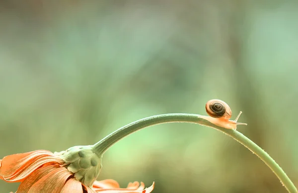 Este Caracol Tipo Animal Que Gusta Estar Lugar Húmedo Menudo — Foto de Stock