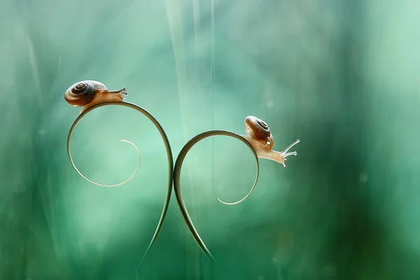 Este Caracol Tipo Animal Que Gusta Estar Lugar Húmedo Menudo —  Fotos de Stock