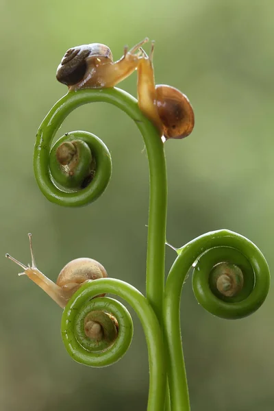 Este Caracol Tipo Animal Que Gosta Estar Lugar Úmido Muitas — Fotografia de Stock