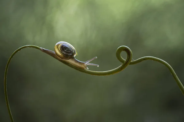 Este Caracol Tipo Animal Que Gosta Estar Lugar Úmido Muitas — Fotografia de Stock