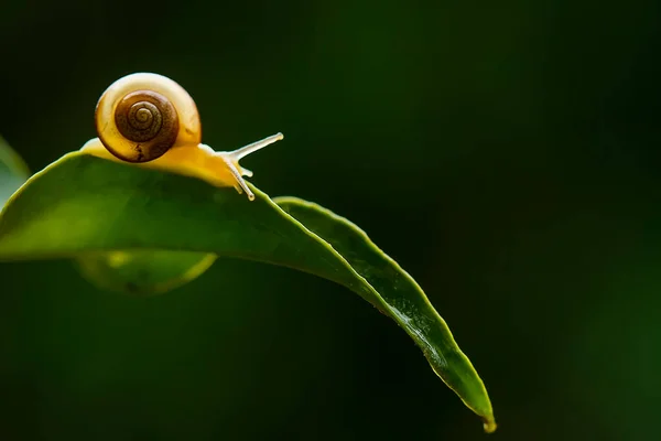 Este Caracol Tipo Animal Que Gosta Estar Lugar Úmido Muitas — Fotografia de Stock