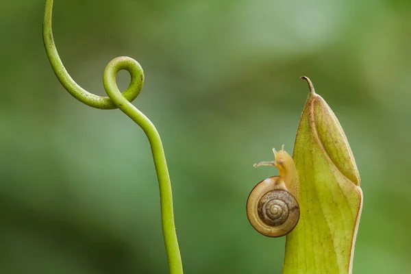 Snail Type Animal Likes Humid Place Often Located Ends Leaves — Stock Photo, Image