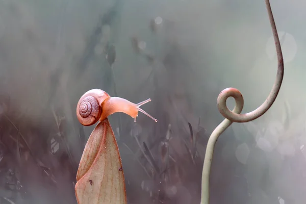 Este Caracol Tipo Animal Que Gusta Estar Lugar Húmedo Menudo —  Fotos de Stock