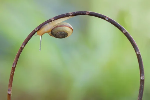 Snail Type Animal Likes Humid Place Often Located Ends Leaves — Stock Photo, Image