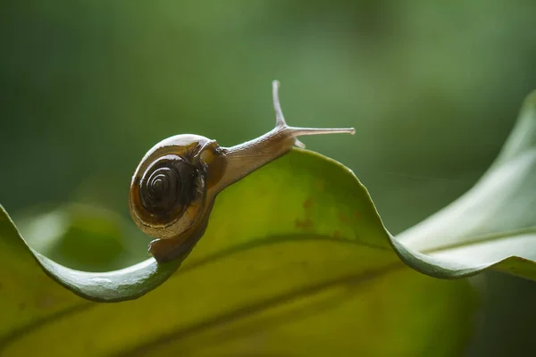 Este Caracol Tipo Animal Que Gosta Estar Lugar Úmido Muitas — Fotografia de Stock