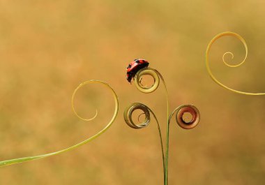 Bu dünyada çok çeşitli böcekler var, çoğu orta besin zinciri, küçük ama çok kullanışlı. Onları fotoğraflarda ölümsüzleştirmek harika..