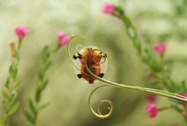 Bu dünyada çok çeşitli böcekler var, çoğu orta besin zinciri, küçük ama çok kullanışlı. Onları fotoğraflarda ölümsüzleştirmek harika..