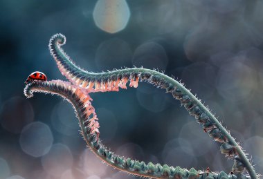 Bu dünyada çok çeşitli böcekler var, çoğu orta besin zinciri, küçük ama çok kullanışlı. Onları fotoğraflarda ölümsüzleştirmek harika..