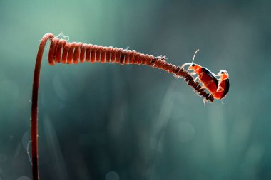 Bu dünyada çok çeşitli böcekler var, çoğu orta besin zinciri, küçük ama çok kullanışlı. Onları fotoğraflarda ölümsüzleştirmek harika..