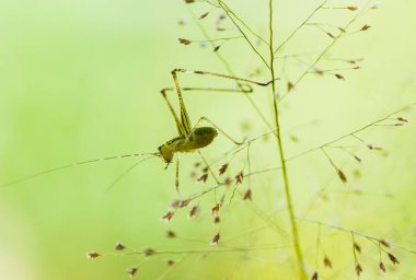 Bu dünyada çok çeşitli böcekler var, çoğu orta besin zinciri, küçük ama çok kullanışlı. Onları fotoğraflarda ölümsüzleştirmek harika..