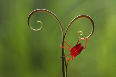 Bu dünyada çok çeşitli böcekler var, çoğu orta besin zinciri, küçük ama çok kullanışlı. Onları fotoğraflarda ölümsüzleştirmek harika..